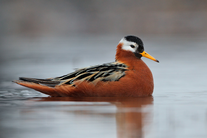 Red Phalarope