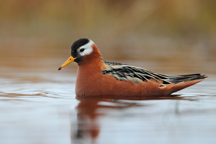 Red Phalarope