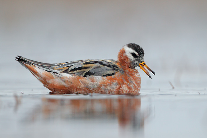 Red Phalarope