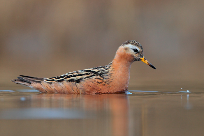 Red Phalarope