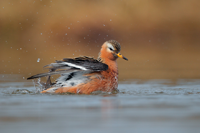 Red Phalarope