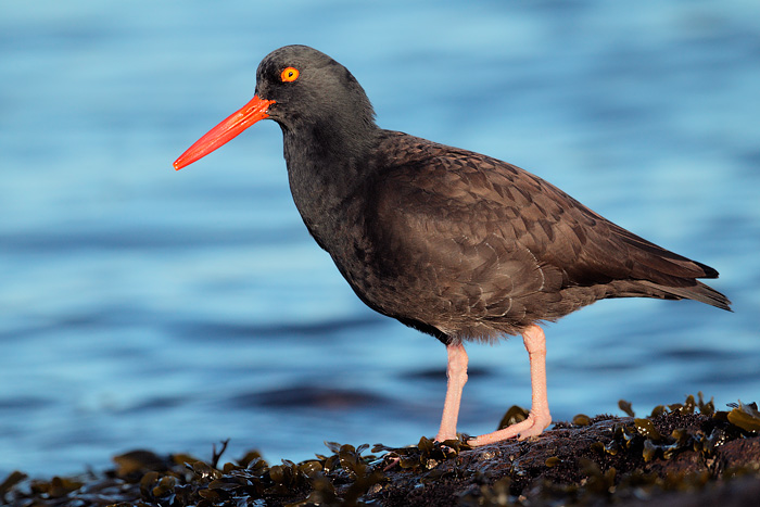 Black Oystercatcher