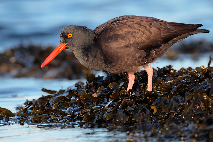 Black Oystercatcher