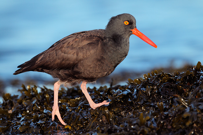 Black Oystercatcher