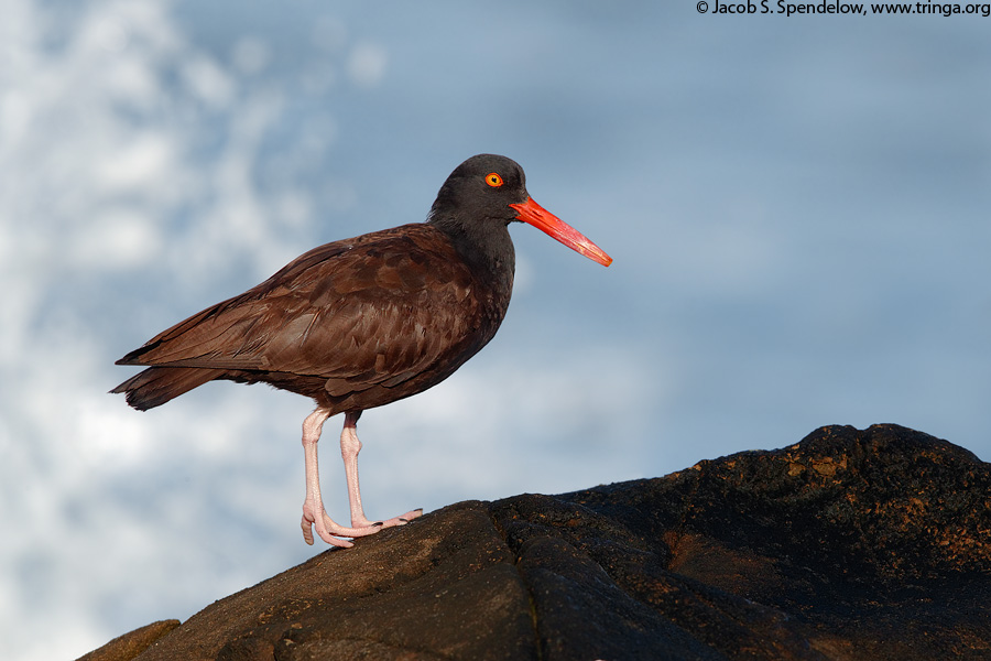 Black Oystercatcher