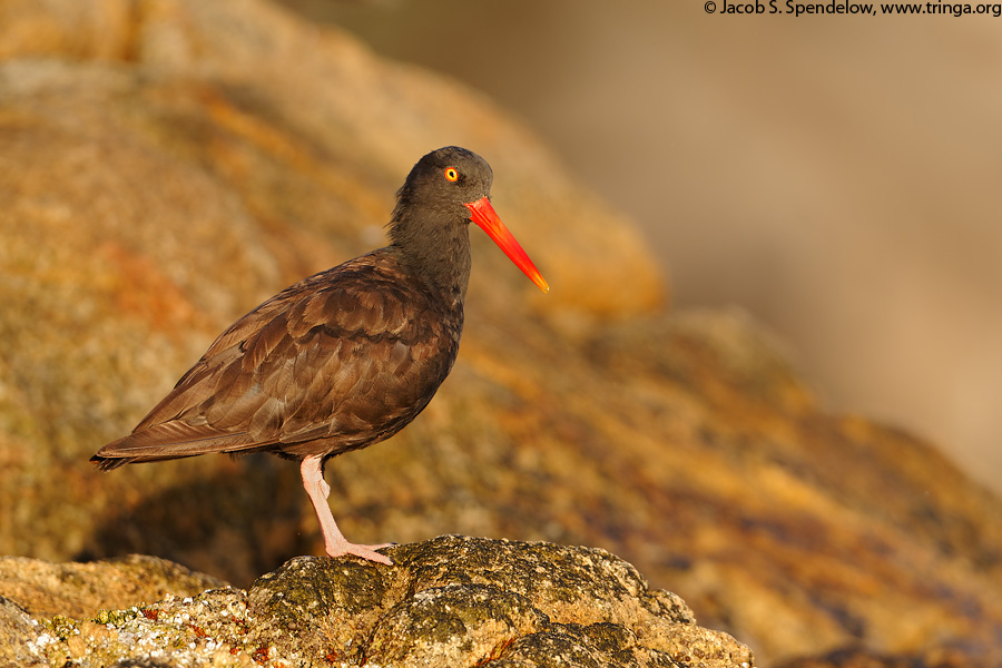 Black Oystercatcher