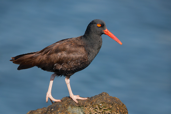 Black Oystercatcher