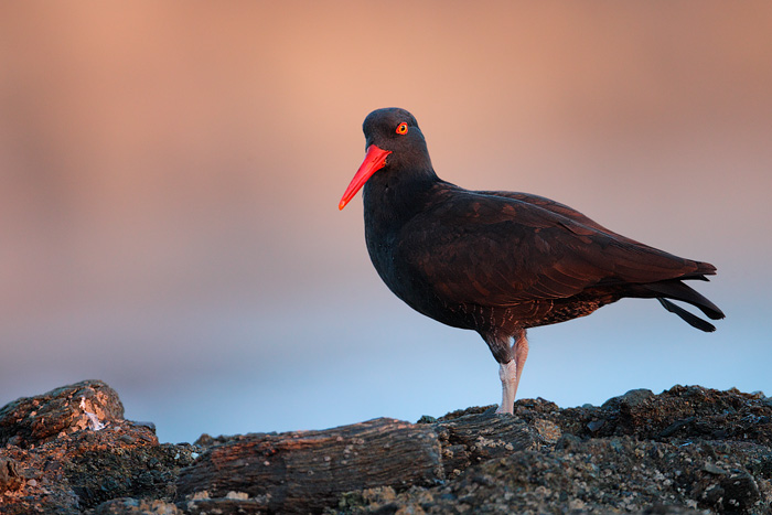 Black Oystercatcher