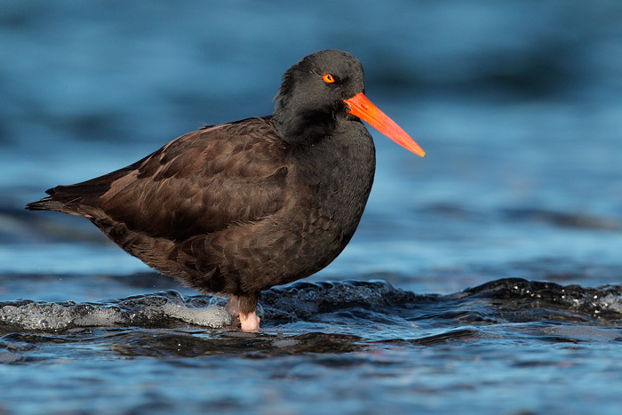 Black Oystercatcher