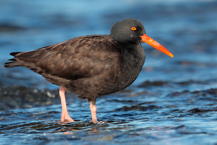 Black Oystercatcher