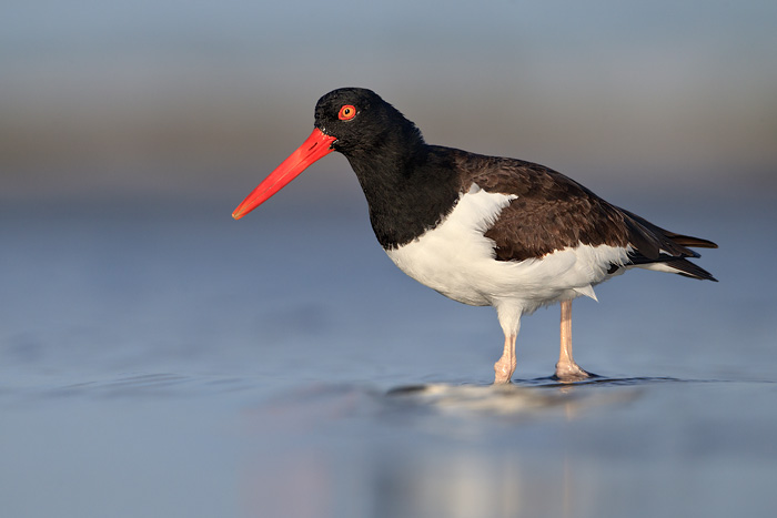 American Oystercatcher