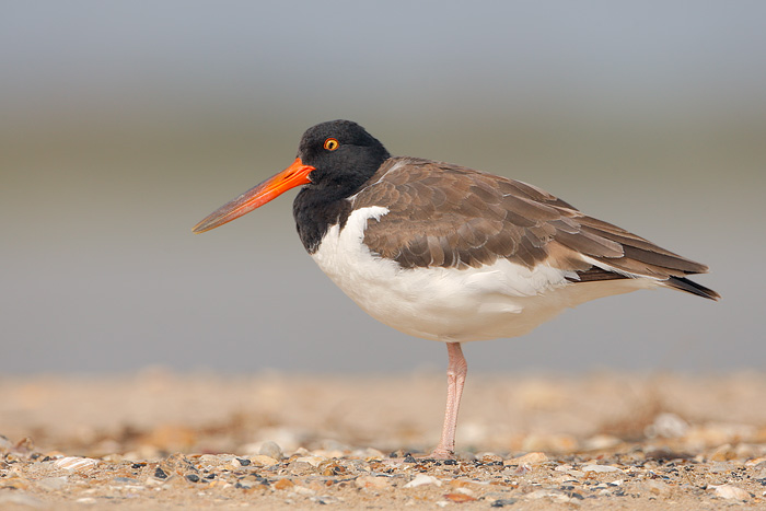 American Oystercatcher