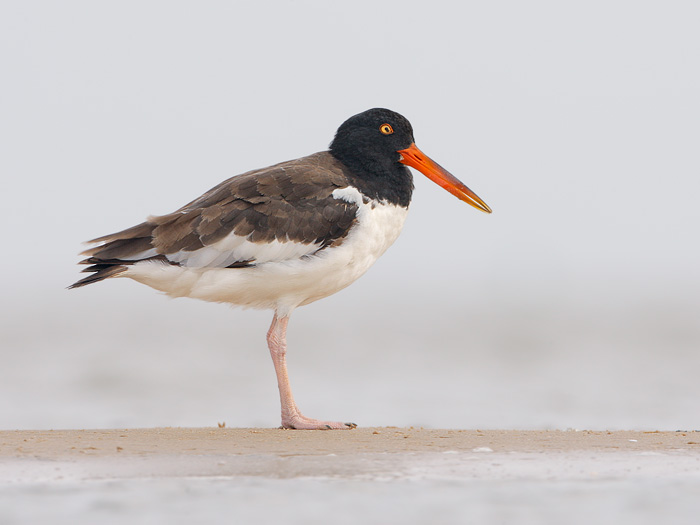 American Oystercatcher