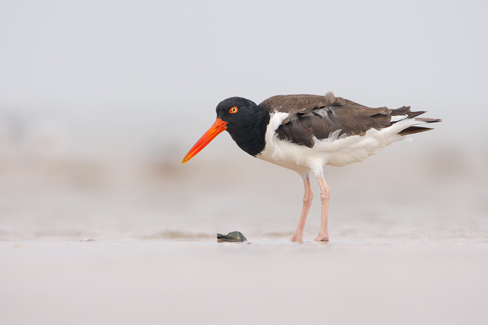 American Oystercatcher