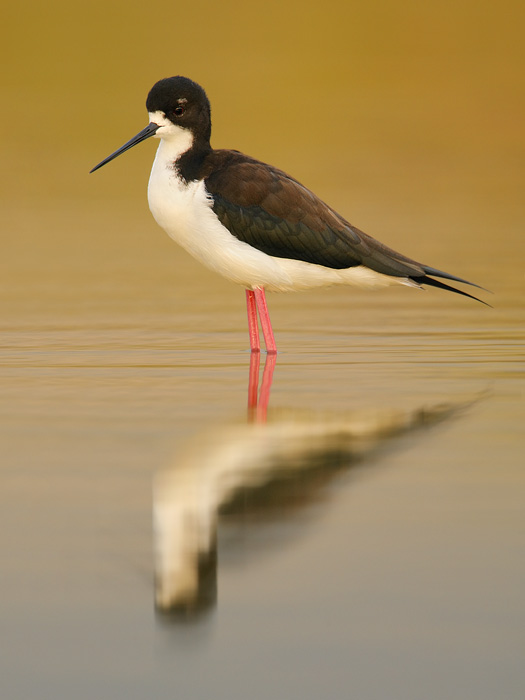 Black-necked Stilt (Hawaiian Stilt) (Local Name: Ae'o)