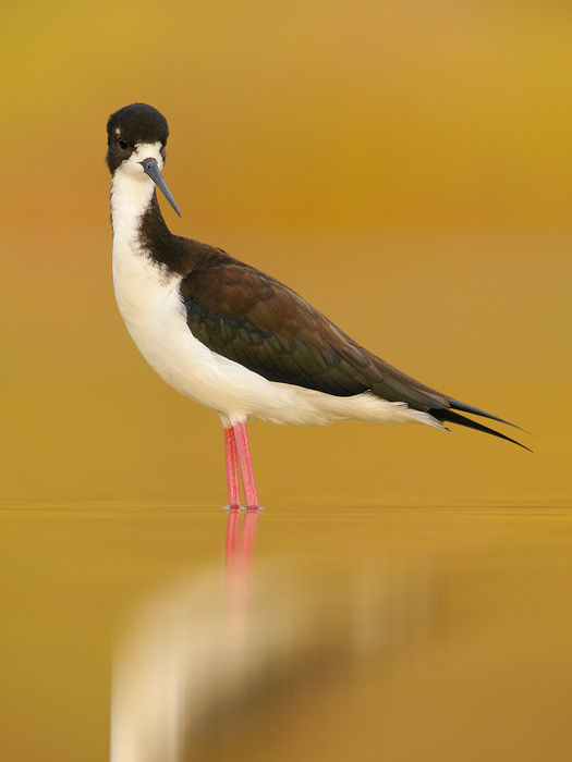 Black-necked Stilt (Hawaiian Stilt) (Local Name: Ae'o)