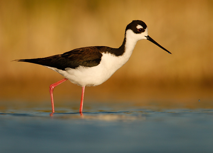 Black-necked Stilt