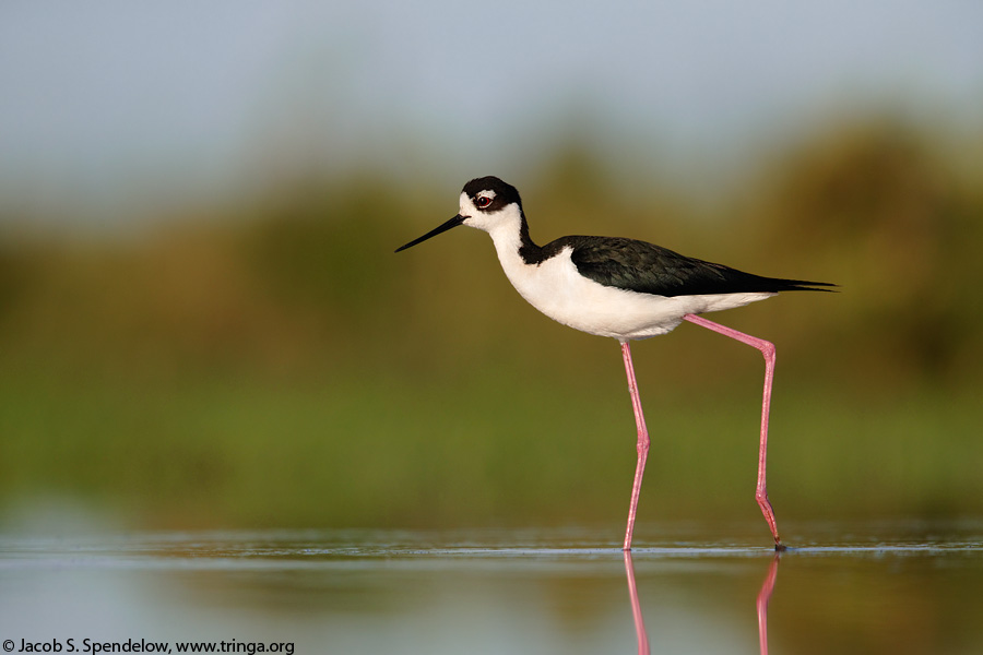 Black-necked Stilt