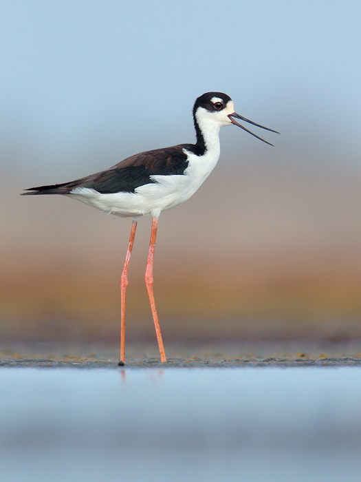 Black-necked Stilt