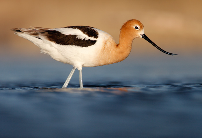 American Avocet