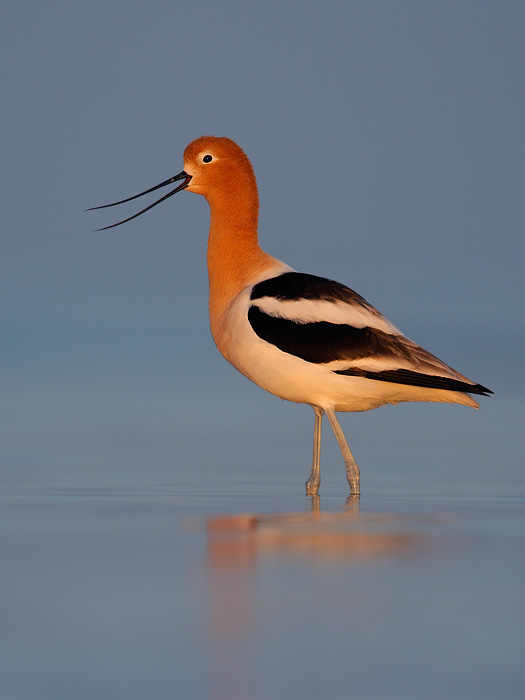 American Avocet