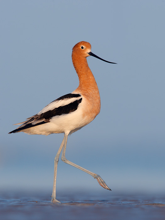 American Avocet