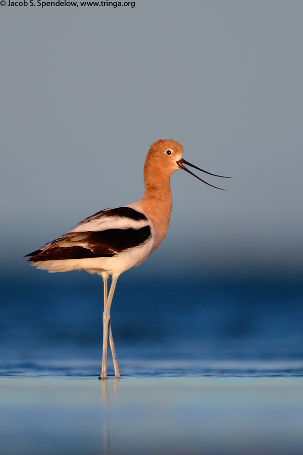 American Avocet