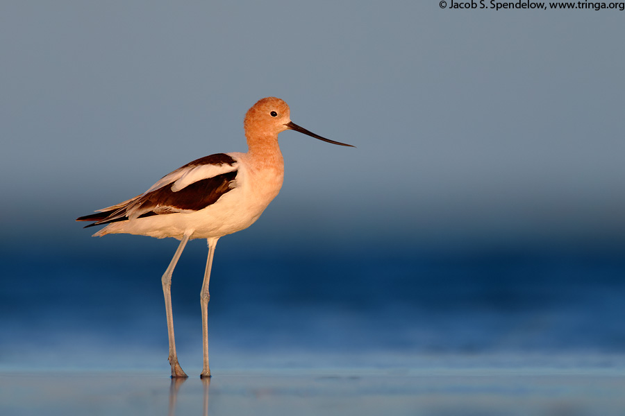 American Avocet