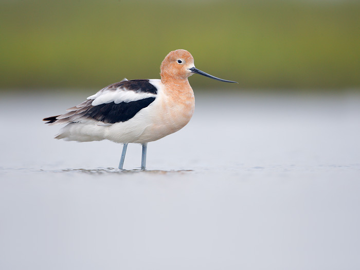 American Avocet