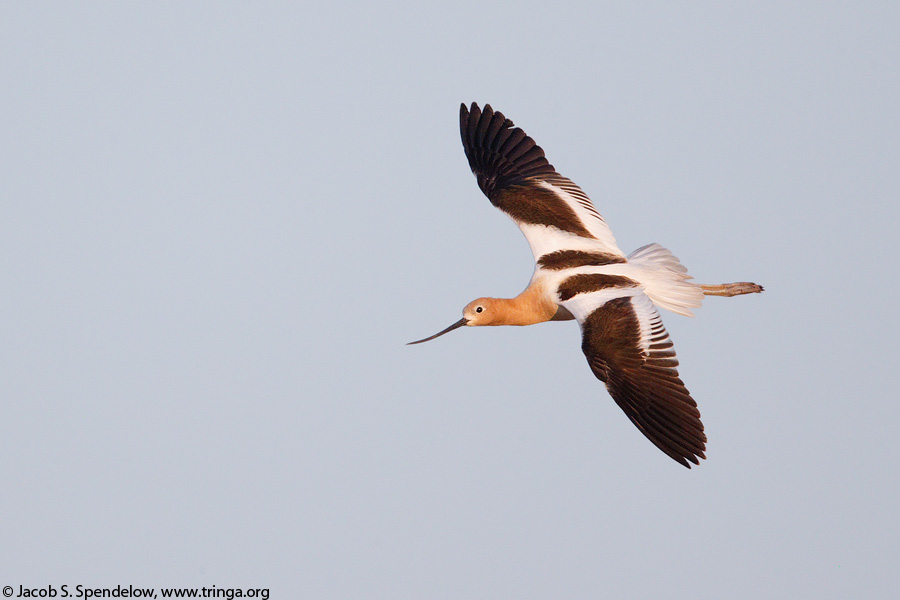 American Avocet