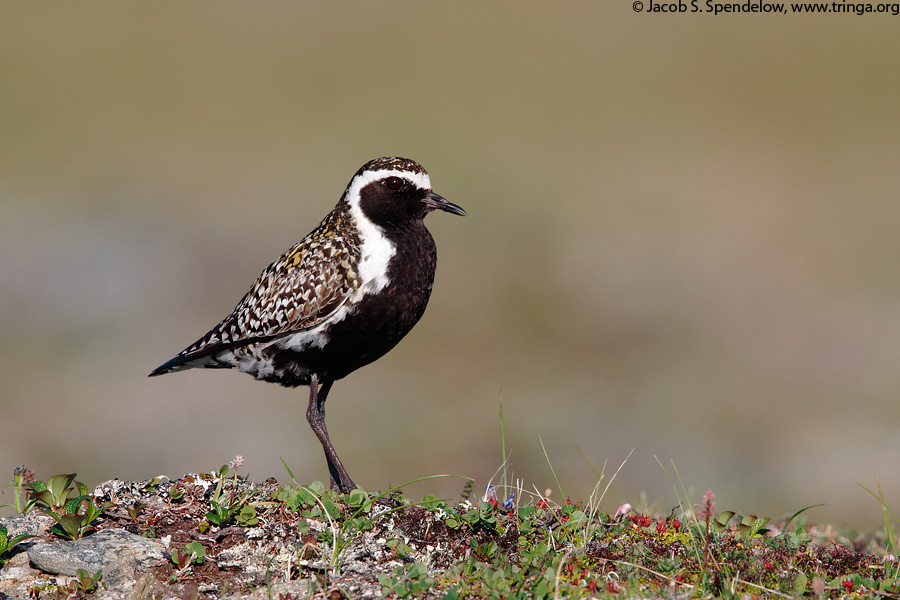 Pacific Golden-Plover