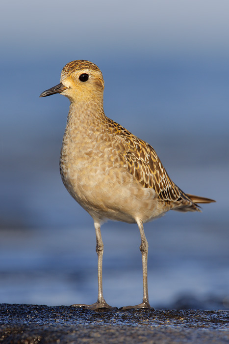 Pacific Golden-Plover (Local Name: Kolea)