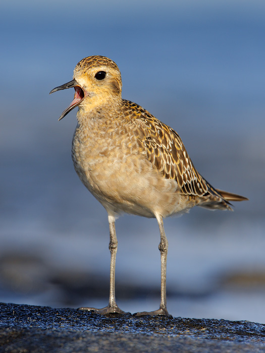 Pacific Golden-Plover (Local Name: Kolea)