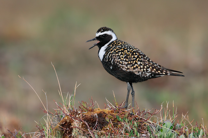 American Golden-Plover