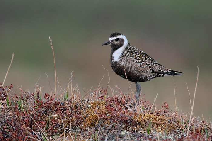 American Golden-Plover