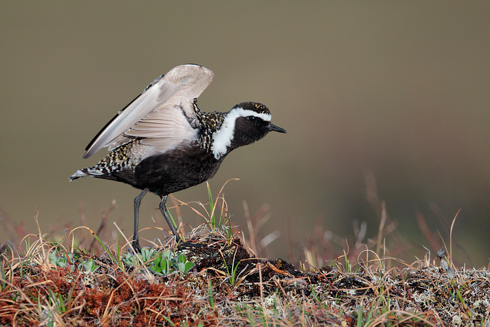 American Golden-Plover