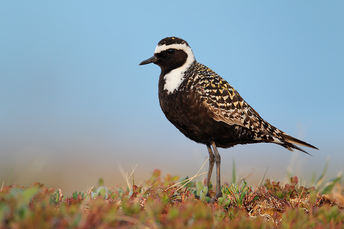 American Golden-Plover