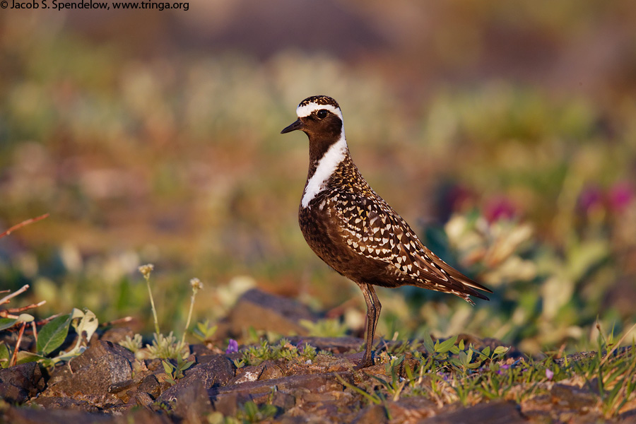 American Golden-Plover