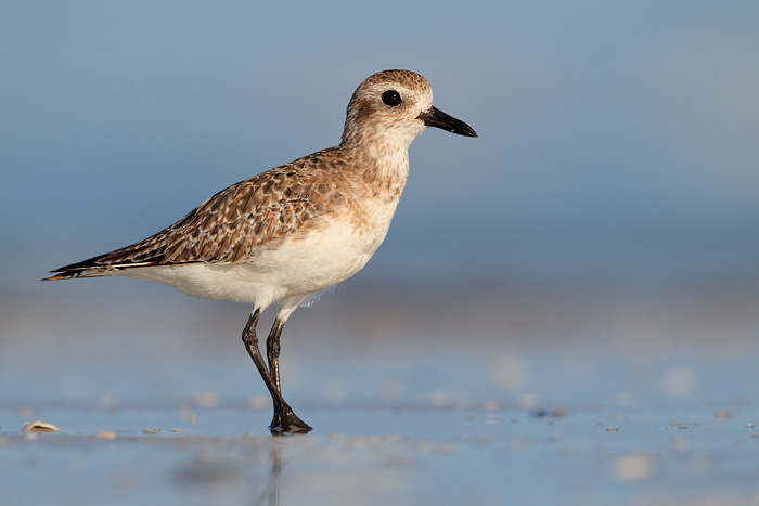 Black-bellied Plover