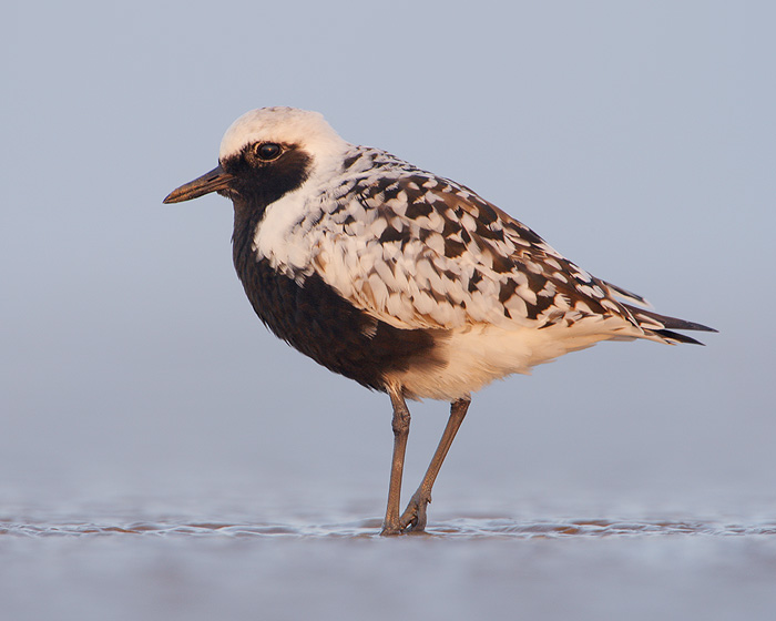 Black-bellied Plover