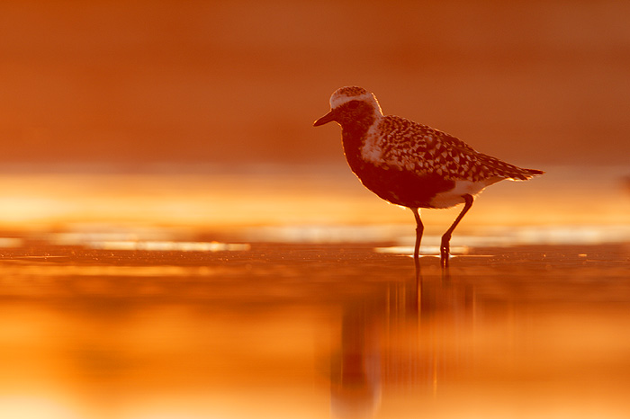 Black-bellied Plover