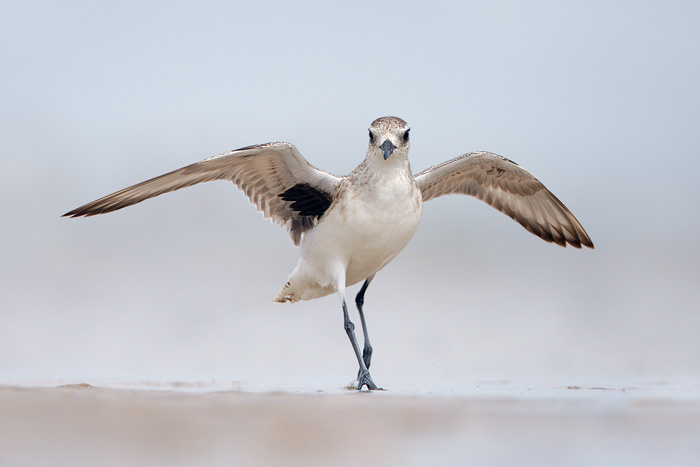 Black-bellied Plover