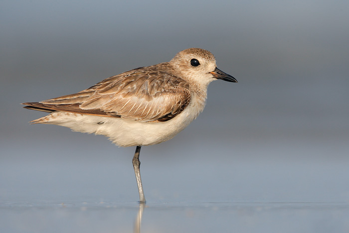 Black-bellied Plover