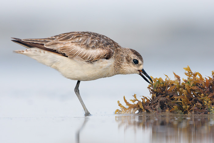 Black-bellied Plover