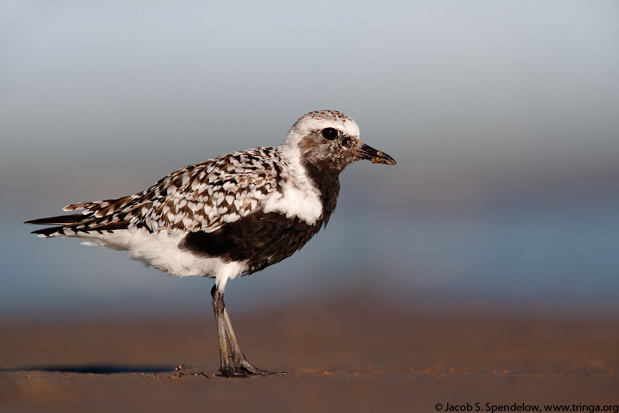 Black-bellied Plover