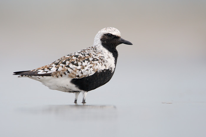 Black-bellied Plover