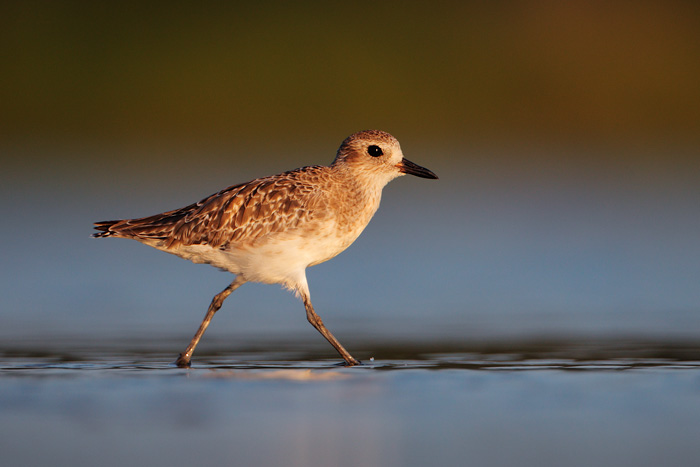 Black-bellied Plover