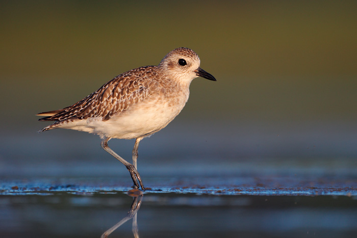 Black-bellied Plover