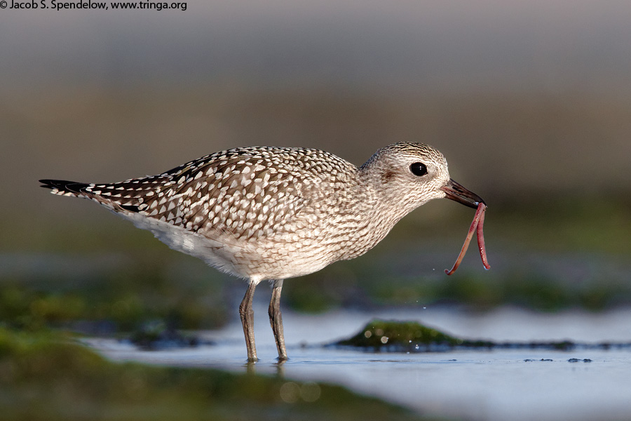 Black-bellied Plover