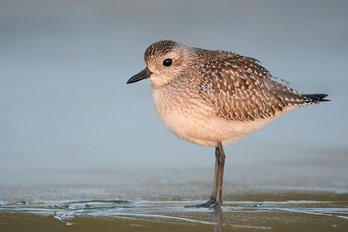 Black-bellied Plover